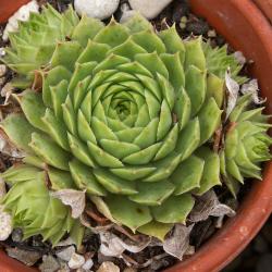 Sempervivum - Dachwurz - Hauswurz